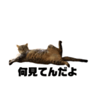うちのねこのきもち（個別スタンプ：1）