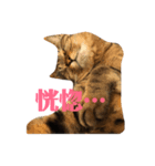 うちのねこのきもち（個別スタンプ：2）