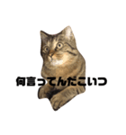 うちのねこのきもち（個別スタンプ：3）