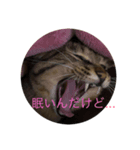 うちのねこのきもち（個別スタンプ：6）