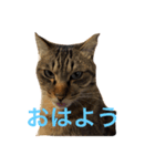 うちのねこのきもち（個別スタンプ：8）