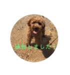 トイプードル トニー2（個別スタンプ：3）