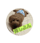 トイプードル トニー2（個別スタンプ：5）