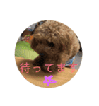 トイプードル トニー2（個別スタンプ：9）
