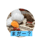 トイプードル トニー2（個別スタンプ：10）