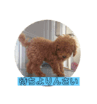 トイプードル トニー2（個別スタンプ：12）