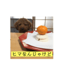 トイプードル トニー2（個別スタンプ：13）
