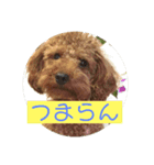 トイプードル トニー2（個別スタンプ：14）