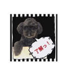 トイプードルのファーブル 2（個別スタンプ：3）