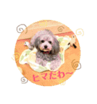 トイプードルのファーブル 2（個別スタンプ：8）