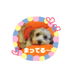 トイプードルのファーブル 2（個別スタンプ：29）