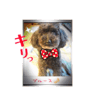 トイプードルのファーブル 2（個別スタンプ：31）