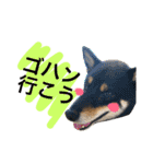 黒柴ケンシロウ 3（個別スタンプ：10）