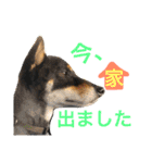 黒柴ケンシロウ 3（個別スタンプ：12）
