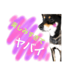 黒柴ケンシロウ 3（個別スタンプ：14）