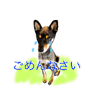 黒柴ケンシロウ 3（個別スタンプ：16）