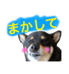 黒柴ケンシロウ 3（個別スタンプ：21）