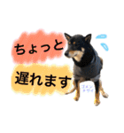黒柴ケンシロウ 3（個別スタンプ：26）
