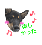 黒柴ケンシロウ 3（個別スタンプ：27）
