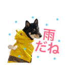 黒柴ケンシロウ 3（個別スタンプ：30）