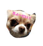 コトコトコトラ（個別スタンプ：1）