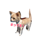 コトコトコトラ（個別スタンプ：5）
