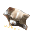 コトコトコトラ（個別スタンプ：7）