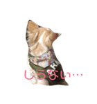 コトコトコトラ（個別スタンプ：8）