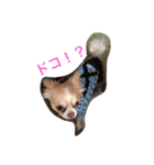 コトコトコトラ（個別スタンプ：12）