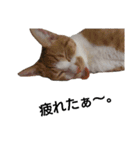 にゃーごの保護猫スタンプ（個別スタンプ：3）