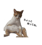 にゃーごの保護猫スタンプ（個別スタンプ：4）