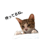 にゃーごの保護猫スタンプ（個別スタンプ：7）