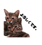 にゃーごの保護猫スタンプ（個別スタンプ：9）