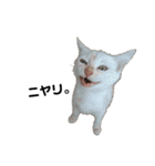 にゃーごの保護猫スタンプ（個別スタンプ：10）