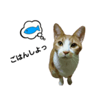 にゃーごの保護猫スタンプ（個別スタンプ：11）