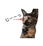 にゃーごの保護猫スタンプ（個別スタンプ：12）