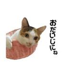 にゃーごの保護猫スタンプ（個別スタンプ：15）