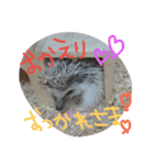 はりねずみのマロンちゃん①（個別スタンプ：6）