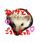 はりねずみのマロンちゃん①（個別スタンプ：11）