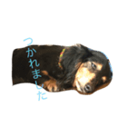 ココちゃん生活（個別スタンプ：1）