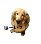 ダサかわ犬 それ行け ななぴ（個別スタンプ：1）