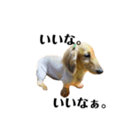 ダサかわ犬 それ行け ななぴ（個別スタンプ：4）
