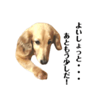 ダサかわ犬 それ行け ななぴ（個別スタンプ：8）
