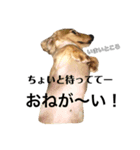 ダサかわ犬 それ行け ななぴ（個別スタンプ：10）