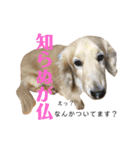 ダサかわ犬 それ行け ななぴ（個別スタンプ：12）