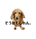 ダサかわ犬 それ行け ななぴ（個別スタンプ：13）