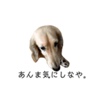ダサかわ犬 それ行け ななぴ（個別スタンプ：16）
