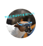 ジャックと一緒♪（個別スタンプ：8）
