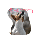ジャックと一緒♪（個別スタンプ：11）