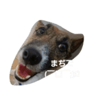 ジャックと一緒♪（個別スタンプ：13）